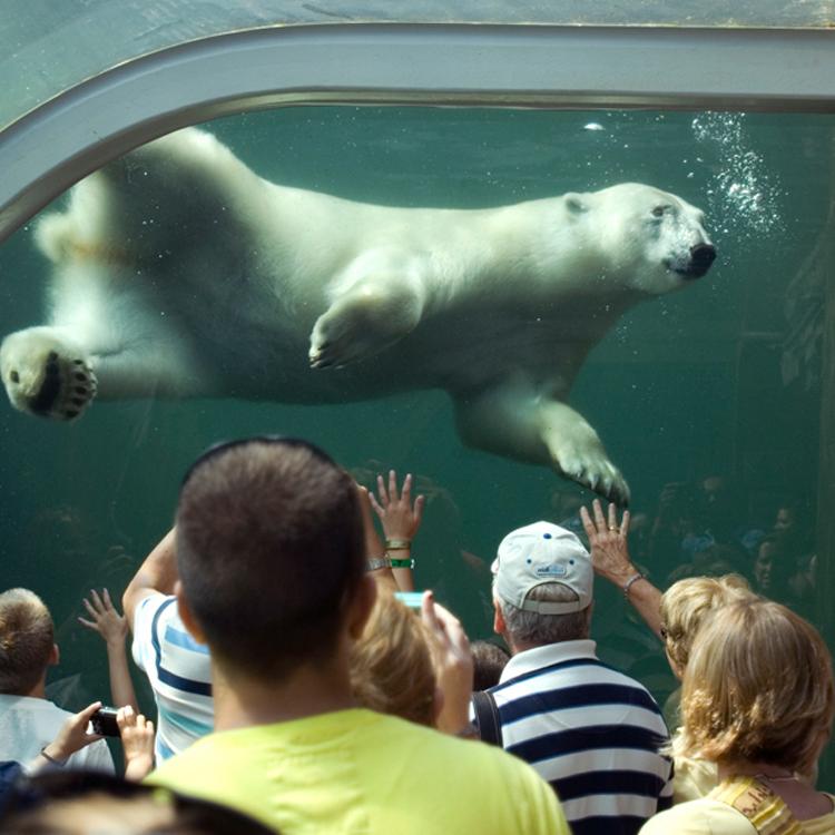 哥伦布动物园的北极熊